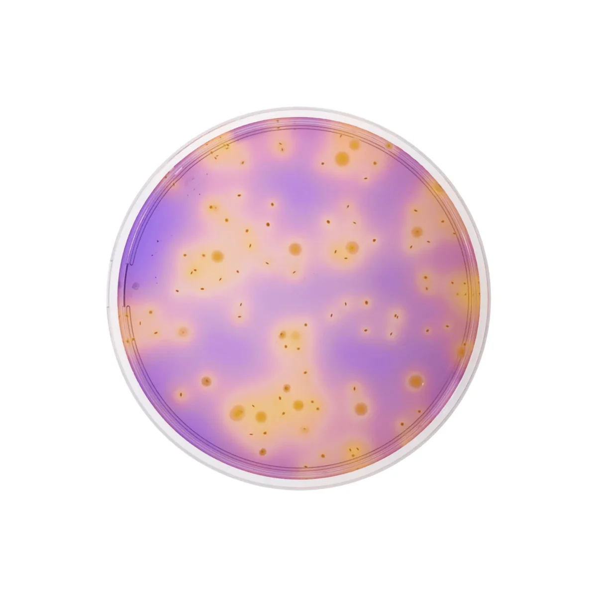Neogen® One Plate for Enterobacteriaceae