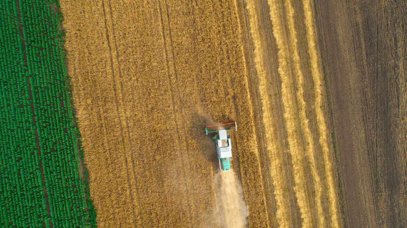 Grain field representing mycotoxin testing across the grain supply chain