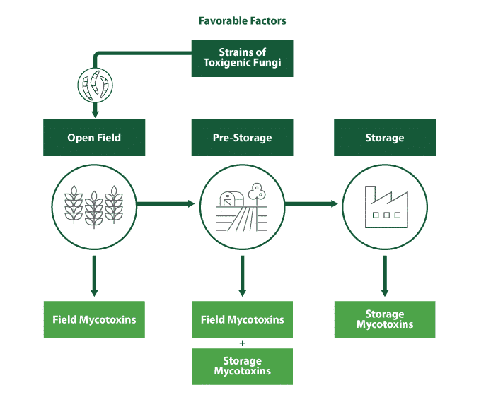 Favourable conditions that can increase mycotoxin contamination risk
